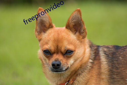 freepronvideo