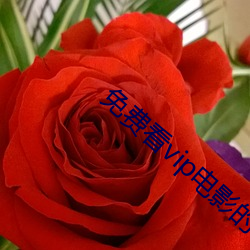 免费看(看)vip电(電)影的软件