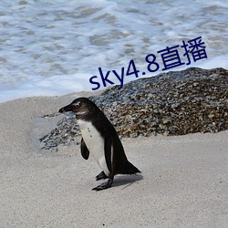 sky4.8直播