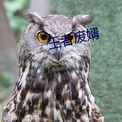 王者(zhě)废婿