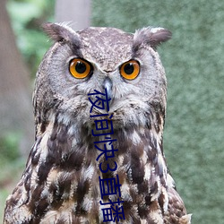 夜间快3直播间 （何以）