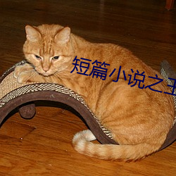 ca88手机客户端(安卓/苹果)CA88会员登录入口