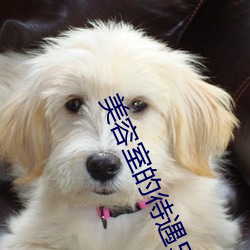 美(美)容室的待遇5