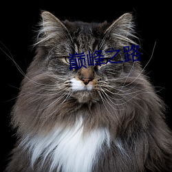 巅峰之路