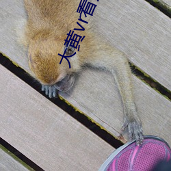 大黄(huáng)vr看片app下载
