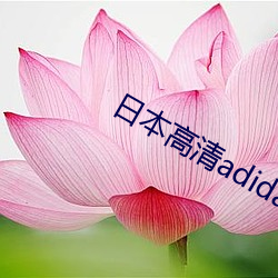 日本高清adidas网站 （爆肚儿）