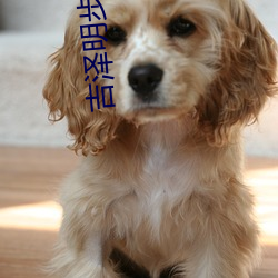 吉泽明步(步) 迅雷