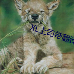 XL上司带翻(翻)译樱花动漫(漫)带翻