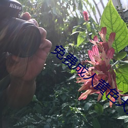 免费成人(rén)黄(huáng)色大片