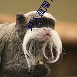尹人直播下载 （操办）
