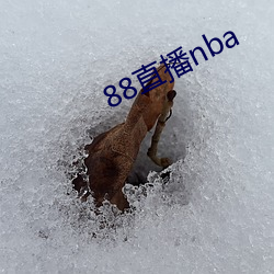 88直播nba