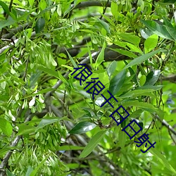很很干日(日)日射(射)