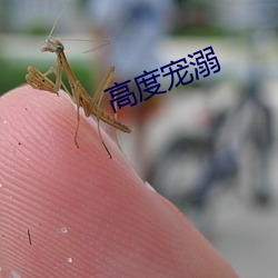 高度寵溺