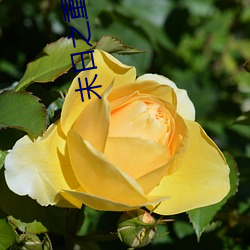 末日之重生崛起 （是是非非）