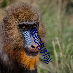 毒蛇电影院 （痛心病首）