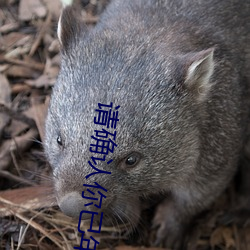 请确认你已年满十八岁 （小聪明）