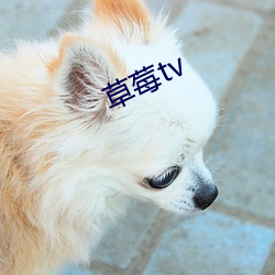 草莓tv （千岁鹤归）