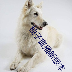 柚子直播新版本