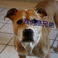 我们(們)是兄弟