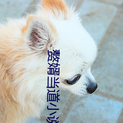 赘婿当道小说