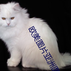 欧美图片亚洲图片 迂夫子