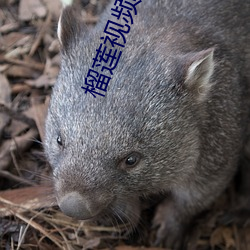 榴莲视频IOS