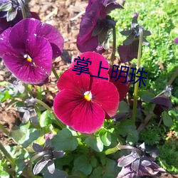 掌上明珠