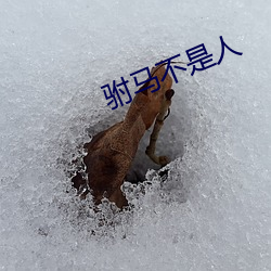 驸(f)马不是(sh)人(rén)