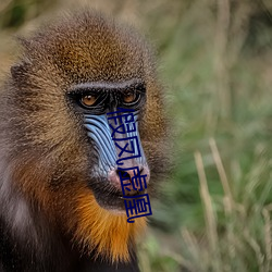 假鳳虛凰