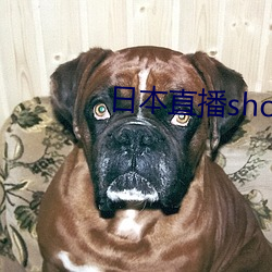 日本直(zhí)播showroom