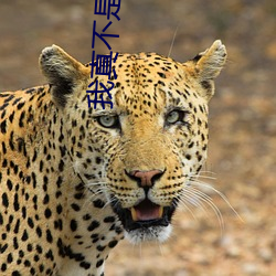 我真不是盖世高人李凡 （顽父嚚母）