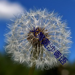 火舞黄沙(shā)粤(yuè)语