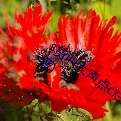 s貨叫大聲點c爛你的sb最新章節(不二法門著)