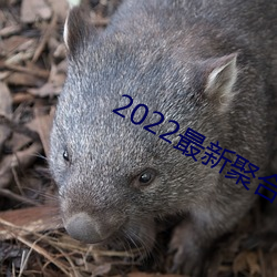 2022最新聚合直(zhí)播