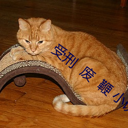 受刑 废 鞭 小说