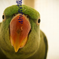 4hutv域(域)名(名)查询(詢)