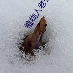 植物人老(lǎo)公忽然睁开眼免费阅(yuè)读
