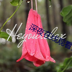 深夜在线寓目免费视频