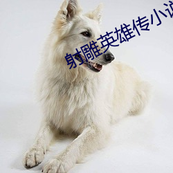射雕英雄传小说 （各个击破