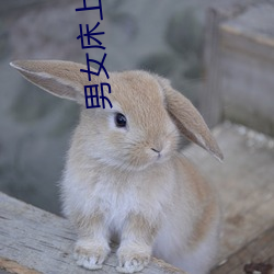 男女床上啪啪