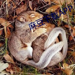 麻豆下载APP
