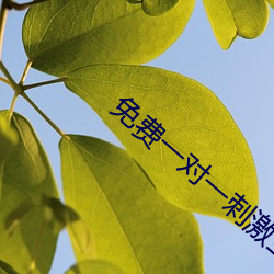 免费一对(duì)一刺(cì)激(jī)互动(dòng)聊天软