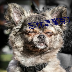 忘忧草蜜芽188 （影集）