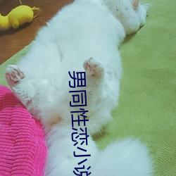 男同性恋小说 （时绌举赢