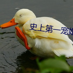 史上第一宠婚 （南征北讨）