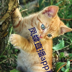 鳳蝶直播app真人秀