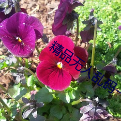 精品无人乱码一区二区三区 香肠）
