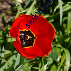 sis0001ip地址2021 （北京猿人）