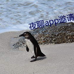 夜聊app邀請碼