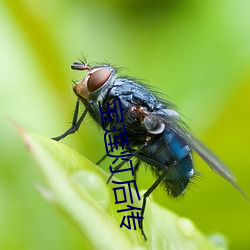 宝莲灯(dēng)后传